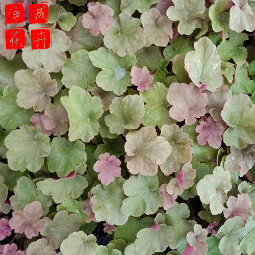 广场花卉矾根 矾根批发  绿化苗木花卉肾形草