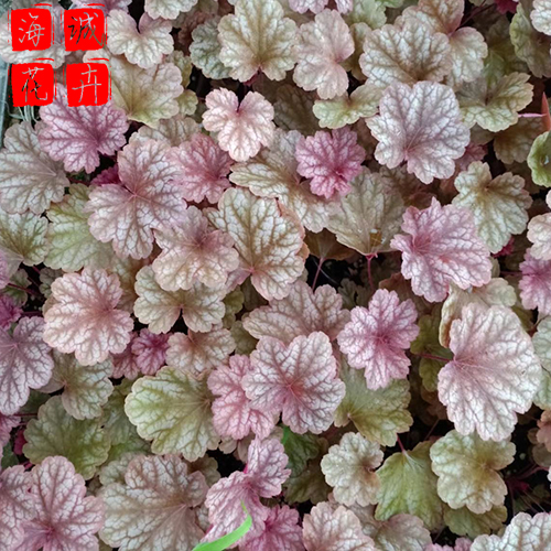矾根种植基地 矾根批发  绿化苗木花卉肾形草