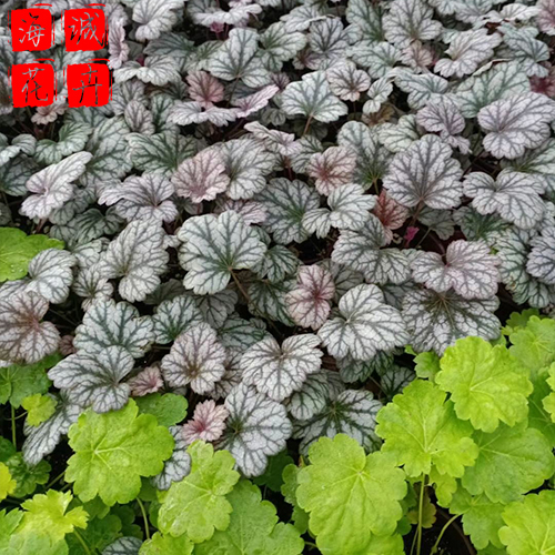 矾根绿化苗 矾根批发  绿化苗木花卉肾形草