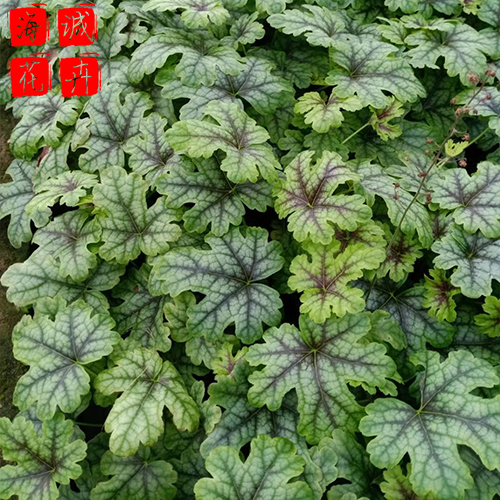 节日花卉矾根 矾根批发  绿化苗木花卉肾形草