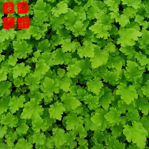 矾根小苗 矾根批发  绿化苗木花卉肾形草