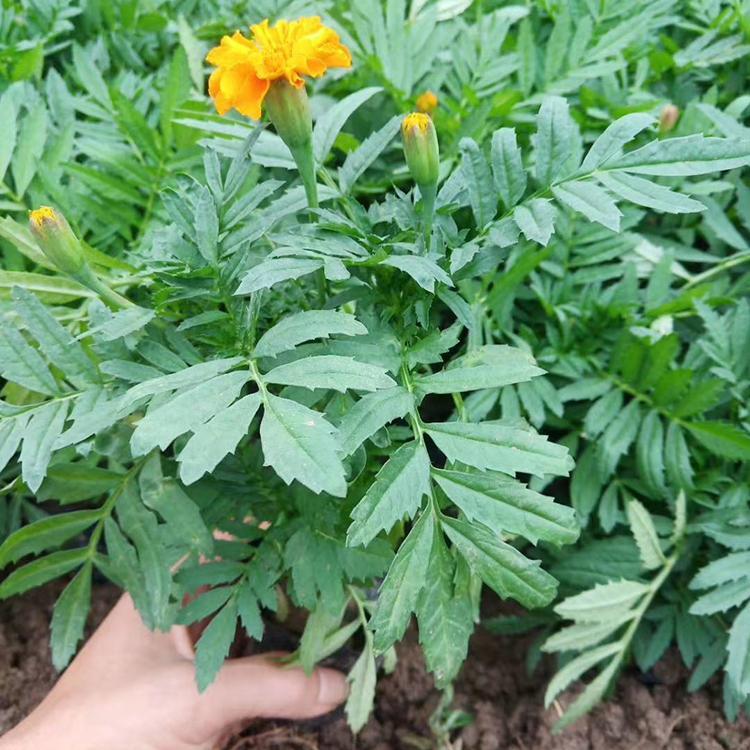 一年生草本植物 孔雀草供应商 青北源花卉 孔雀草小苗批发