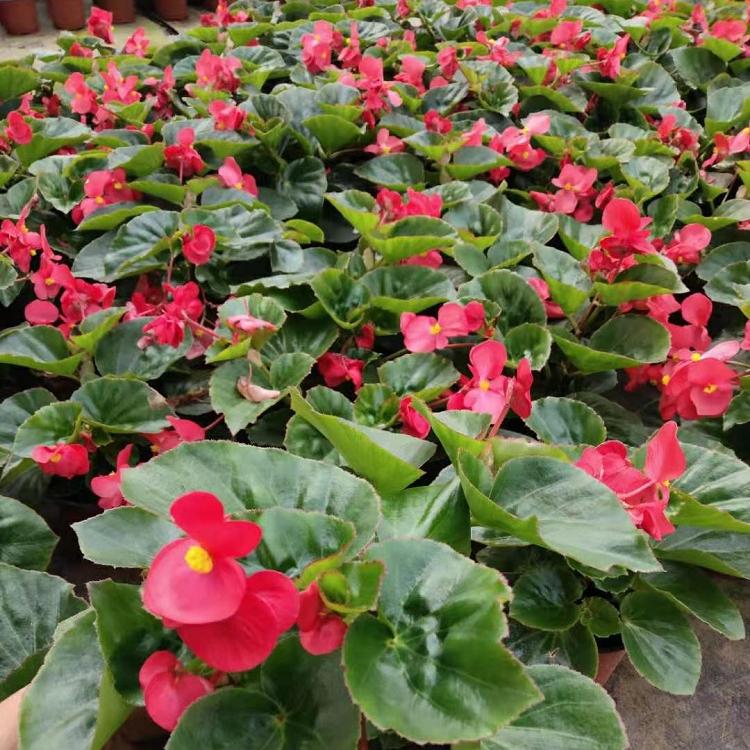 四季海棠花苗批发 四季秋海棠种植基地 青北源 量大价优