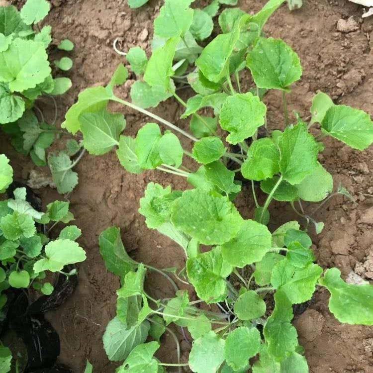 二月兰绿化苗 菜子花紫金草供应 青北源批发 量大价优