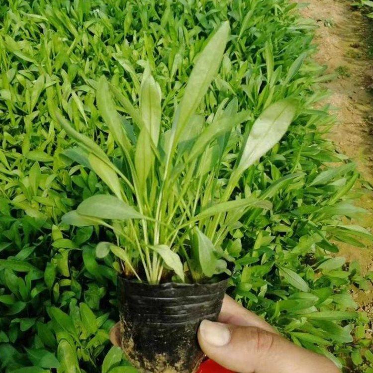大花金鸡菊批发 大花波斯菊小苗 青北源供应 欢迎咨询