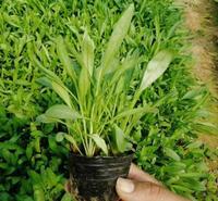 大花金鸡菊批发 大花波斯菊小苗 青北源供应 欢迎咨询
