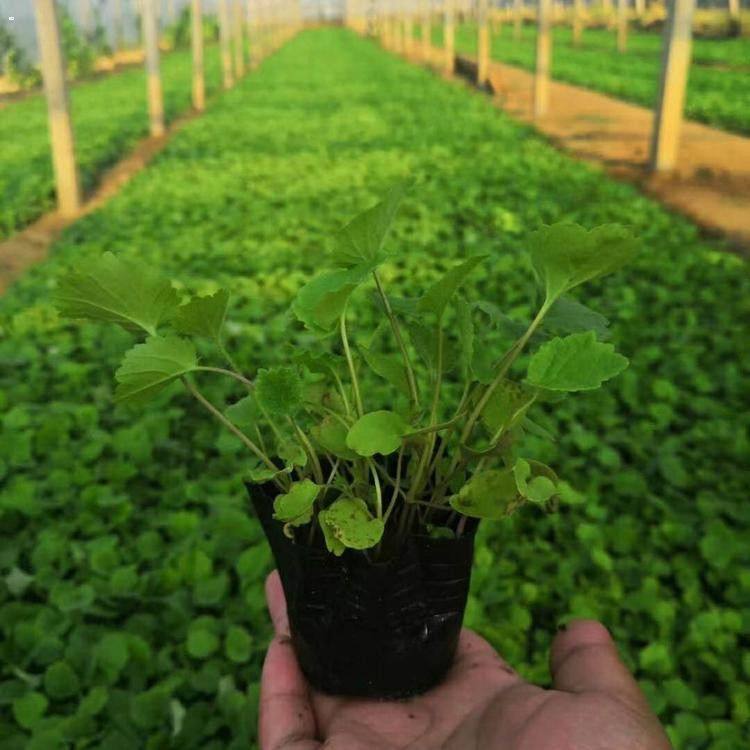 青北源供销二月兰绿化苗 紫金草盆栽价格 二年生草本