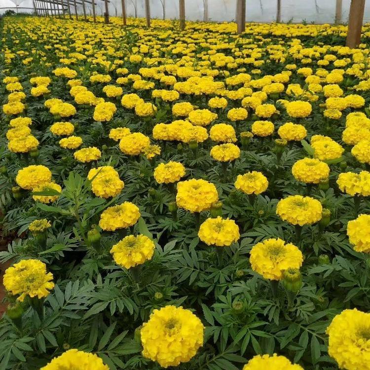 多花色孔雀草小苗批发 孔雀草种植基地 青北源花卉苗木