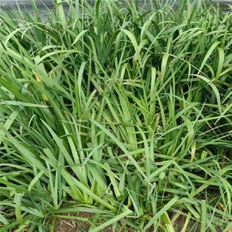 麦冬多年生常绿草本植物 麦冬种植 青北源花卉苗木 批量批发 观赏价值高