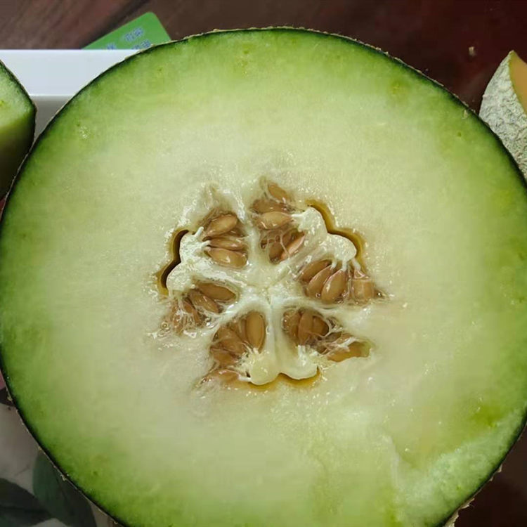 网纹瓜种苗 美味可口 哈密瓜种苗报价