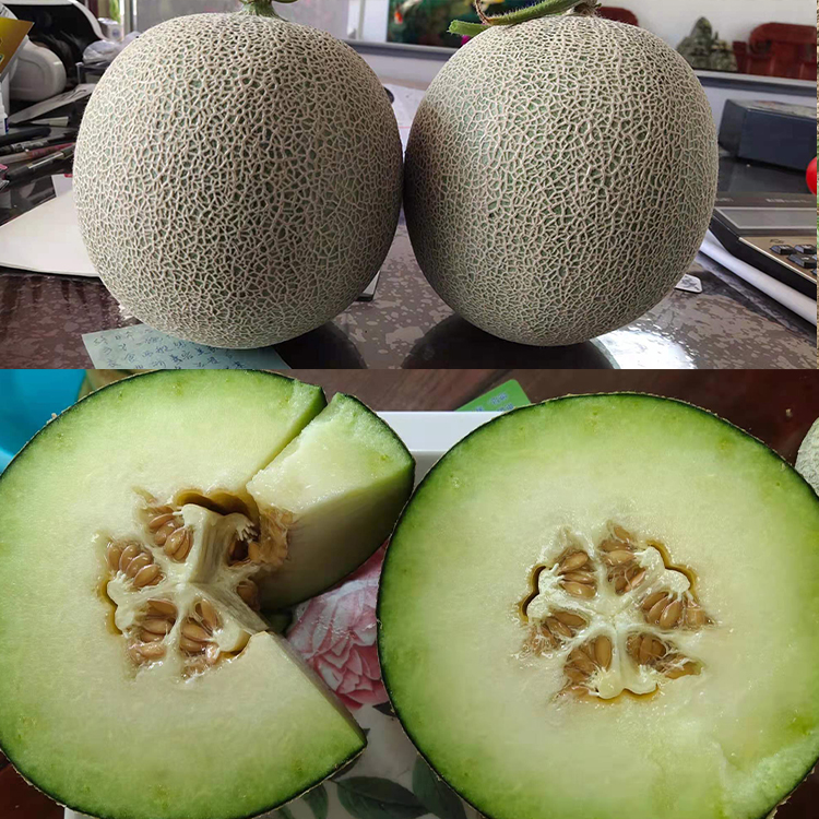 田骏哈密瓜小苗价格 哈密瓜小苗 清脆爽口