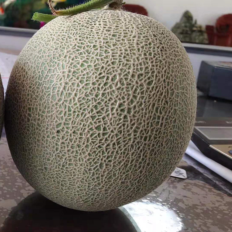 寿光温室种植哈密瓜种苗报价 哈密瓜苗 价格优惠