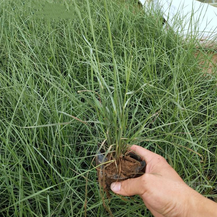 青州粉黛乱子草繁育基地 粉黛乱子草种植培育 粉黛乱子草一手货源 无中介