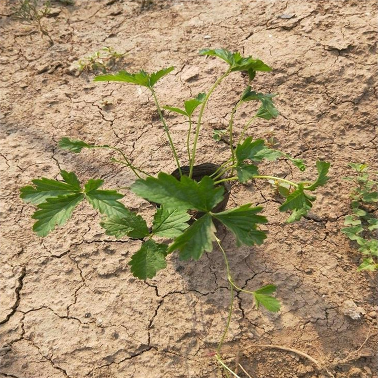 江瑞五叶委陵菜繁育基地 五叶委陵菜攀爬植物 适用范围广 欢迎询价