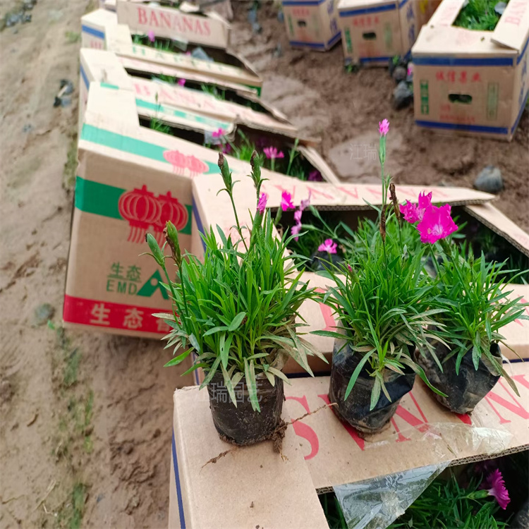 欧石竹花姿优美 花期长 欧石竹耐寒 耐旱好管理 成活高