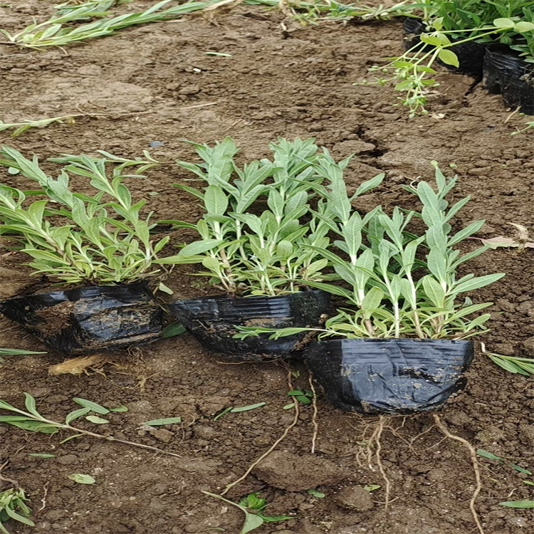 江瑞薰衣草繁育基地 薰衣草花海花期长 薰衣草基地 无中间商