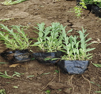 江瑞薰衣草繁育基地 薰衣草花海花期长 薰衣草基地 无中间商
