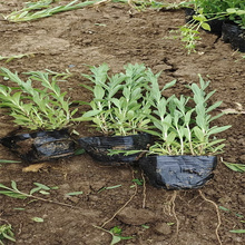 江瑞薰衣草繁育基地 薰衣草花海花期长 薰衣草基地 无中间商
