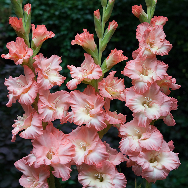 唐菖蒲花色齐全 唐菖蒲可成片 丛植 切花 唐菖蒲价格优惠 江瑞园艺