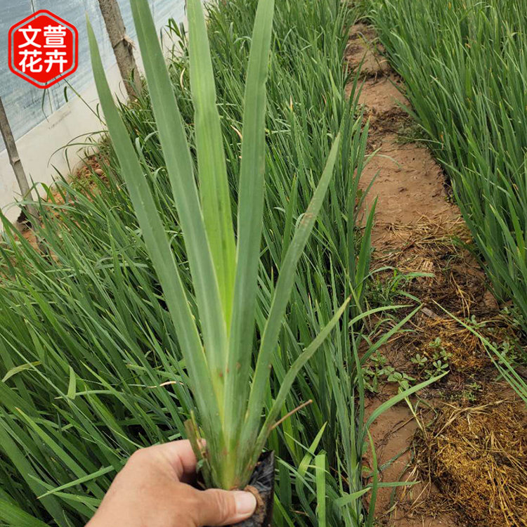 长势好 黄鸢尾 水生鸢尾价格