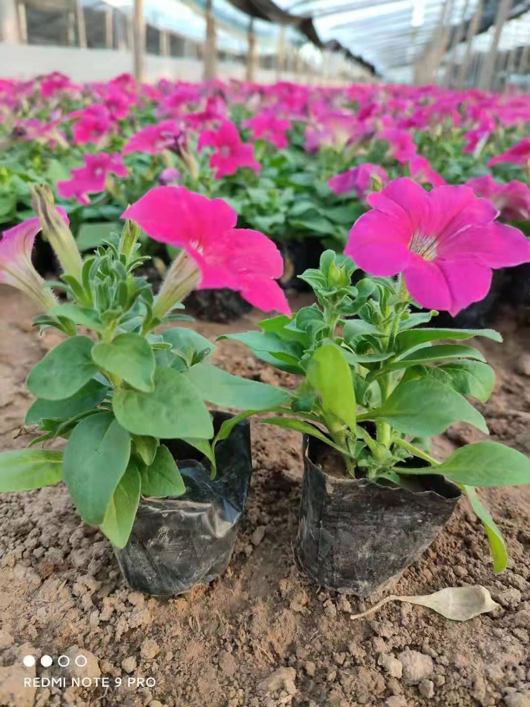 牵牛_矮牵牛价格_牵牛大量批发基地_腾骏花卉