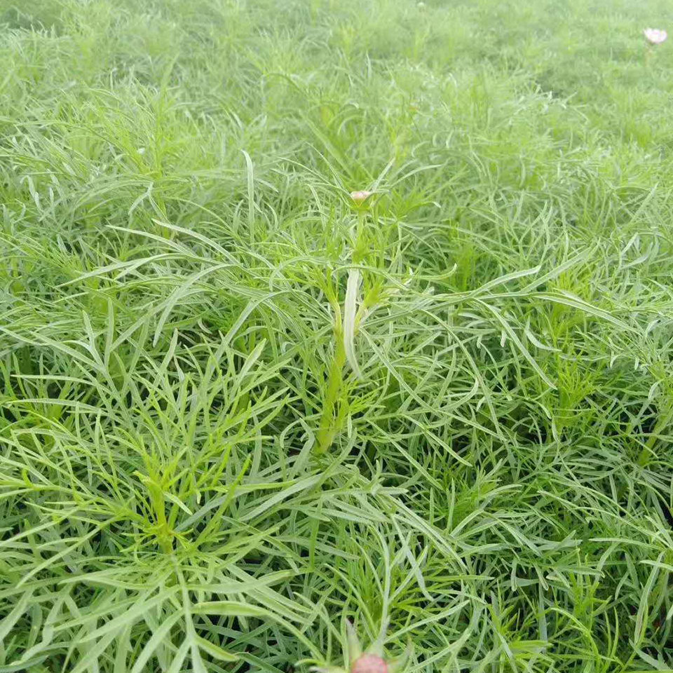 苗圃供应波斯菊   多年生草本菊花苗   小区花坛点缀格桑花