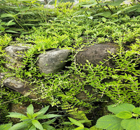 垂盆草盆栽花卉 垂盆草花坛种植花卉 垂盆草扦插苗 江瑞