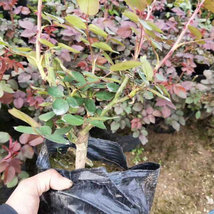 多分支月季苗   大花月季批发   抗寒耐寒观赏性好
