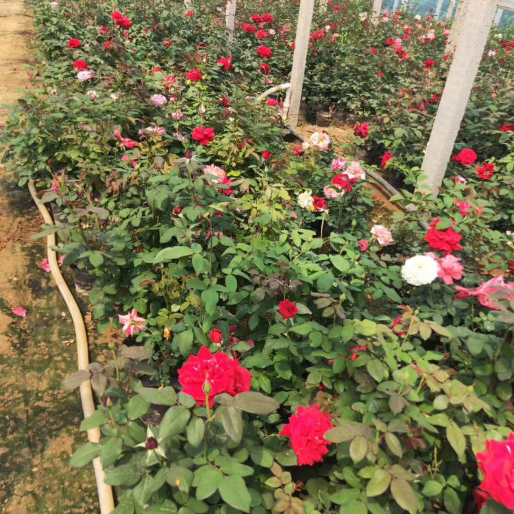 学校花坛观赏月季   大花月季批发   适用于美化庭院、装点园林