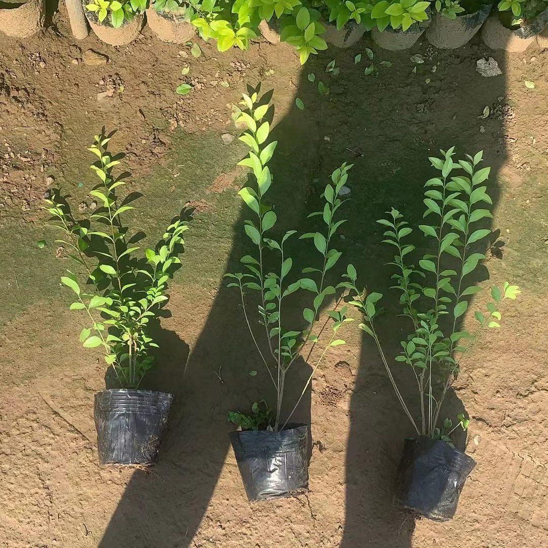  工程绿化苗木 金叶女贞球绿篱植物 金叶女贞球规格齐全 