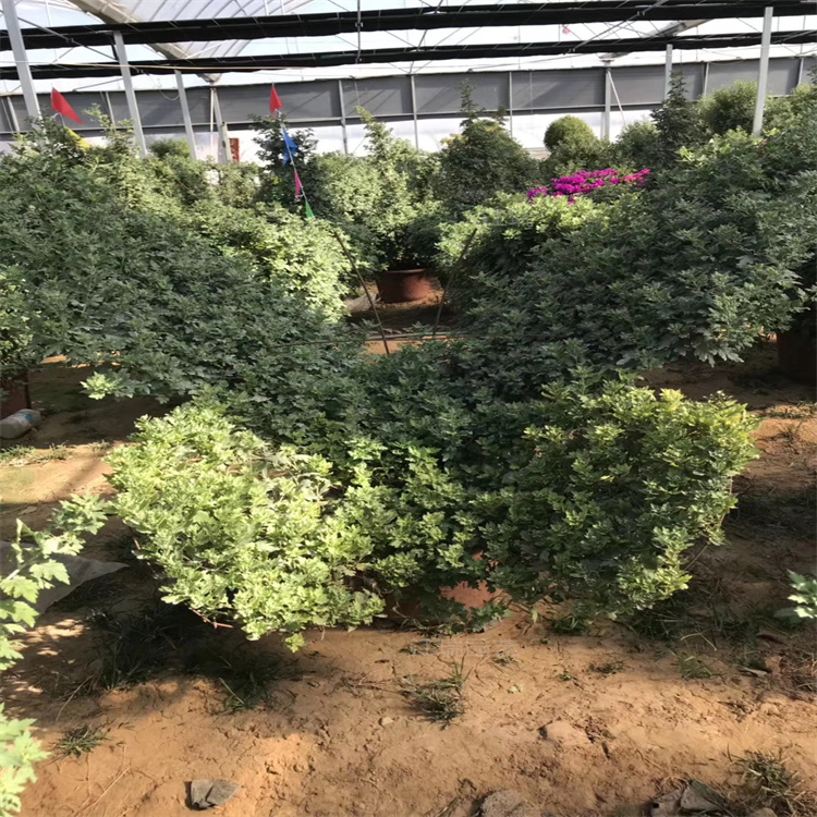 造型菊花培养基地 造型菊花十一 节假日摆放花卉 好管理 成活高 欢迎询价