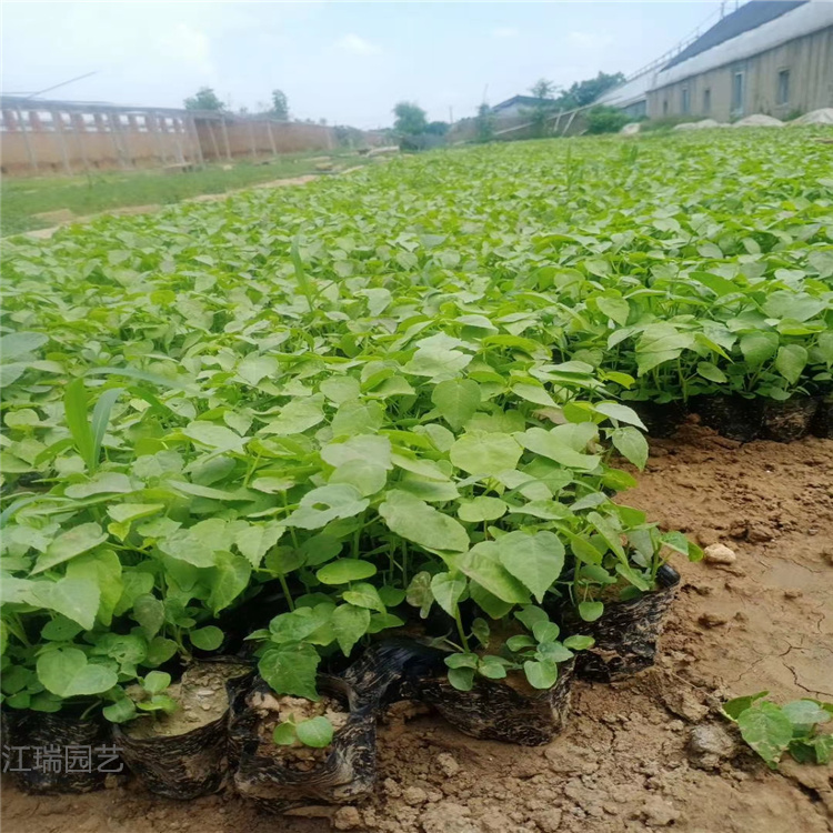 青州大花秋葵容器苗 成活高 大花秋葵一手货源 无中介 欢迎致电选购