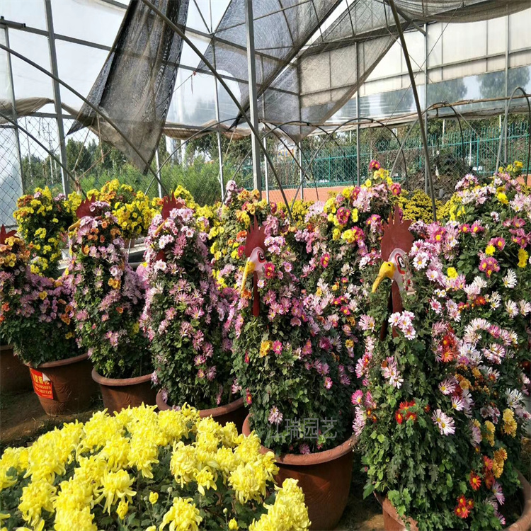 山东造型菊花种植基地 大菊花盆栽 造型菊花一手货源无中介