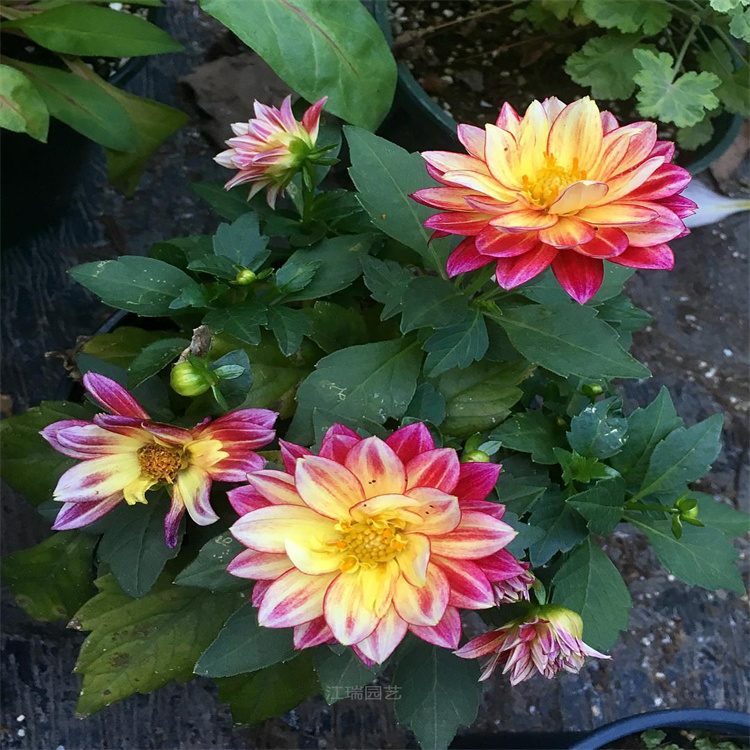 青州小丽花多色系 小丽花园林绿化系列 小丽花适应能力强 欢迎询价江瑞园艺
