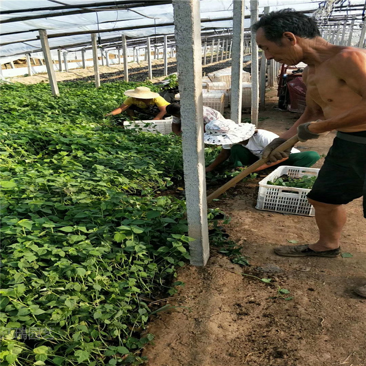 大花秋葵花色优美 大花秋葵青州繁育基地 大花秋葵 园林绿化系列花卉 江瑞