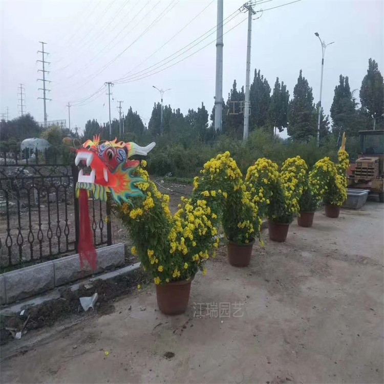 江瑞大菊花产地价格 造型菊花种类繁多 盆栽大菊花 价格优惠 欢迎选购