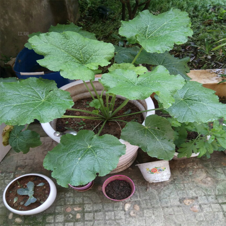 青州蜀葵繁育基地 蜀葵多色系 蜀葵种子培育 江瑞园艺