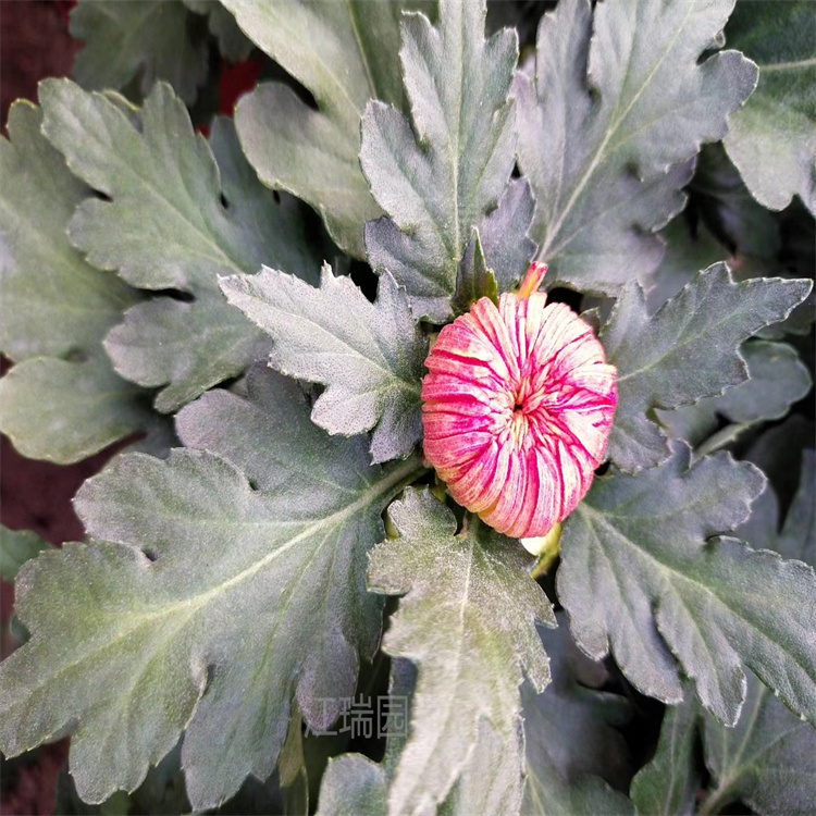 青州菊花繁育基地 国庆菊 千头菊 大菊花适应能力强 造型好看 江瑞园艺
