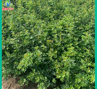 基地出售绿化用红木香蔷薇 山东青州红木香蔷薇苗木 腾骏花卉
