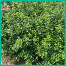 基地出售绿化用红木香蔷薇 山东青州红木香蔷薇苗木 腾骏花卉