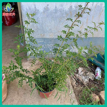 阳台花园爬藤植物 绿化用红木香蔷薇 红木香蔷薇种植基地 长势好