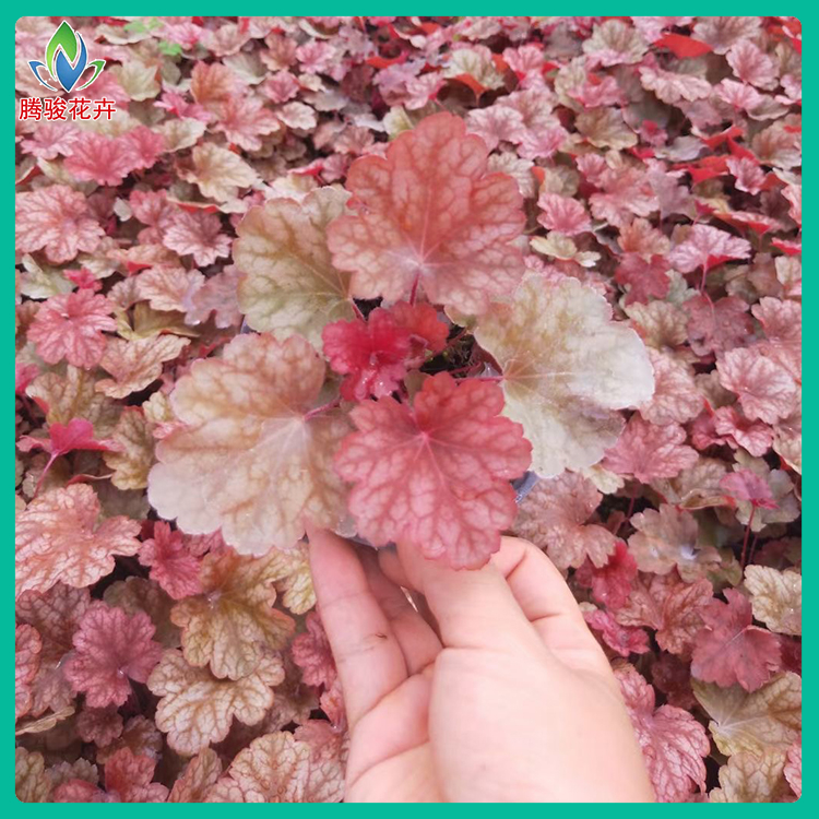 矾根 基地种植 矾根种植基地 草花供应商