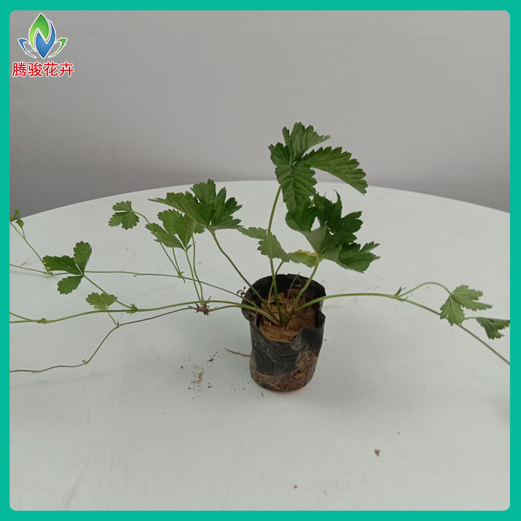三叶委陵菜报价 腾骏花卉 地被三叶委陵菜 草花种植基地