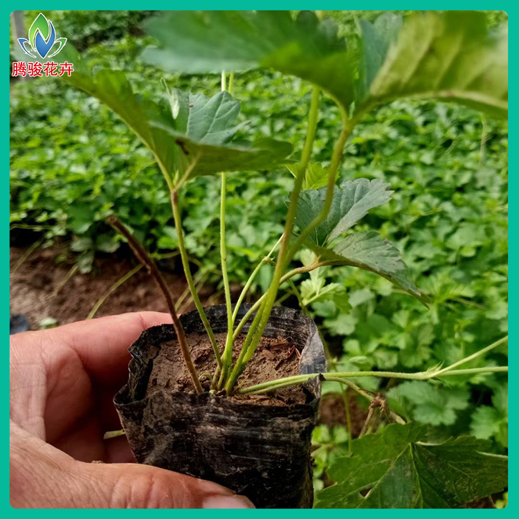 三叶委陵菜杯苗 价格从优 草花种植基地 三叶委陵菜行情