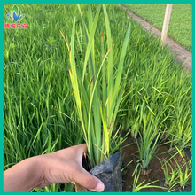 腾骏 大量供应花菖蒲盆栽 玉蝉花、叮咚花小苗