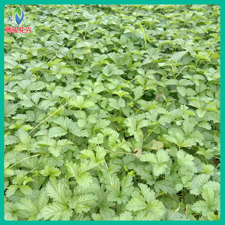 地被三叶委陵菜 腾骏花卉 草花种植基地 三叶委陵菜批发