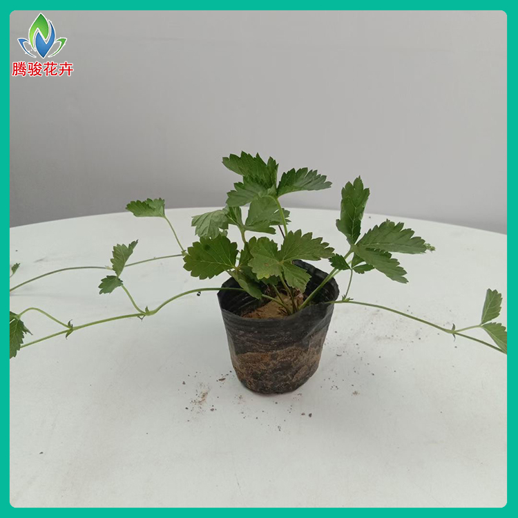 地被三叶委陵菜 腾骏花卉 草花种植基地 三叶委陵菜供销