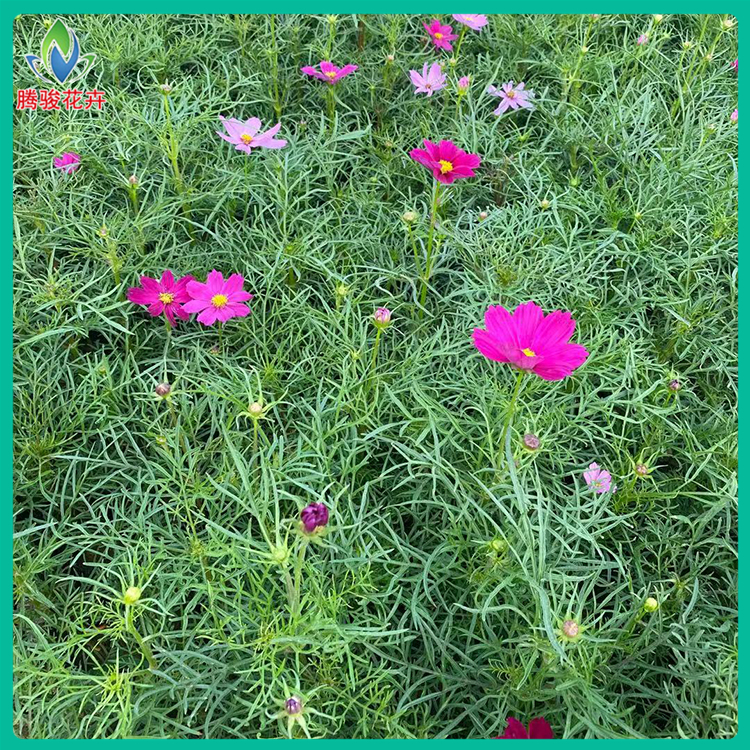 腾骏花卉 波斯菊 格桑花小苗 山东青州波斯菊种植基地