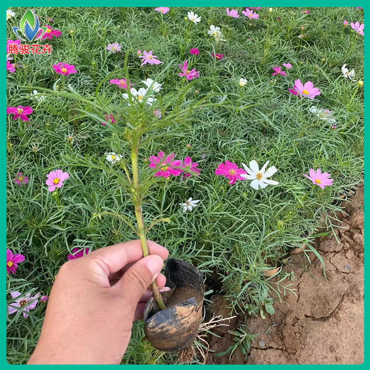 腾骏花卉 基地供应格桑花 波斯菊价格 大波斯菊基地