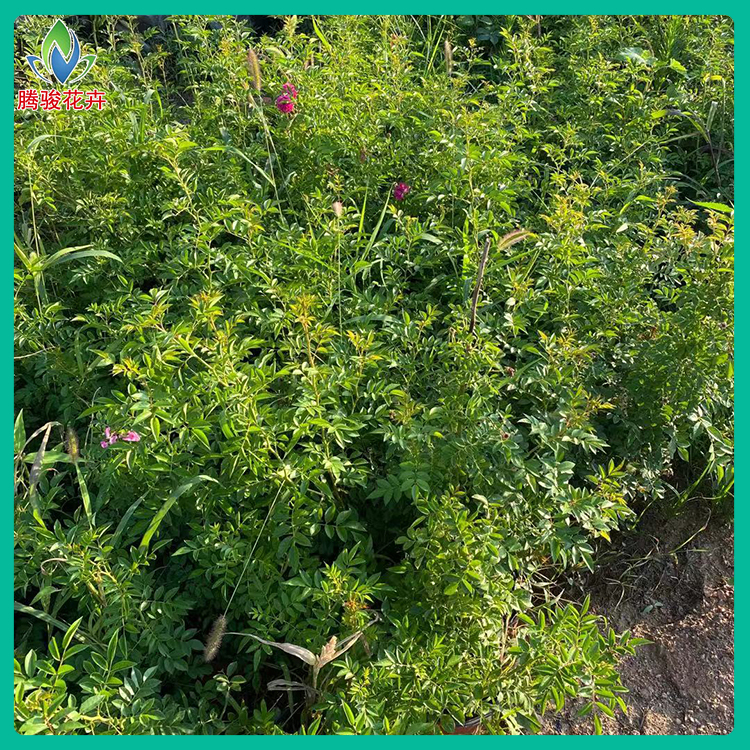 攀援花卉 绿化用红木香蔷薇 红木香蔷薇供销 长势好